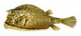 /album/foto%c4%9fraflar%3a-anasayfa/acanthostracion-quadricornis-1-jpg1/
